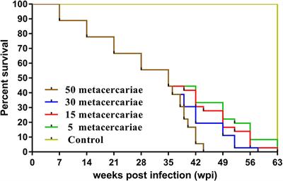 Characterization of the Pathology, Biochemistry, and Immune Response in Kunming (KM) Mice Following Fasciola gigantica Infection